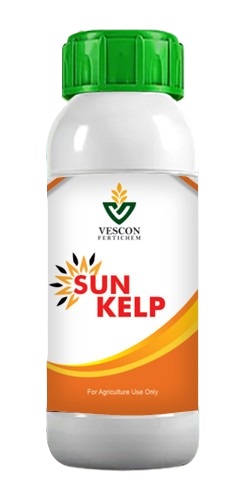 SUNKELP